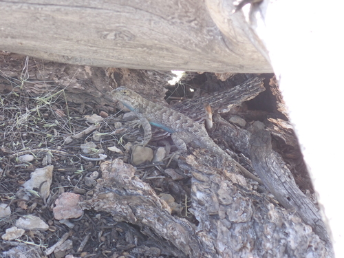 iNaturalist observation photo of Western Fence Lizard