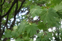 Acer japonicum