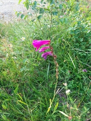 Gladiolus imbricatus