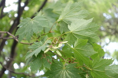 Acer japonicum