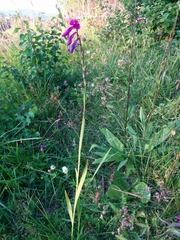 Gladiolus imbricatus