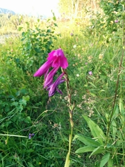 Gladiolus imbricatus
