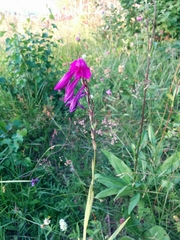 Gladiolus imbricatus