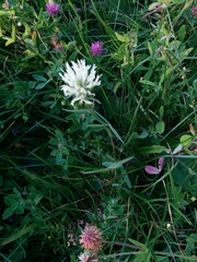 Trifolium pannonicum