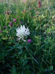Trifolium pannonicum