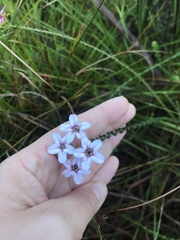 Adenandra brachyphylla