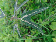 Passiflora mexicana