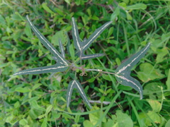 Passiflora mexicana