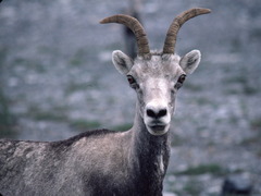 Ovis dalli stonei