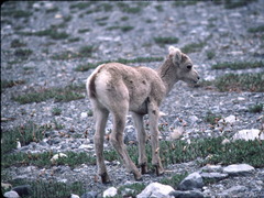 Ovis dalli stonei