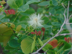 Senegalia crassifolia