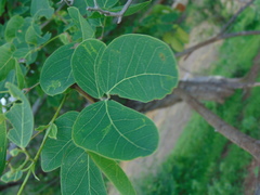 Senegalia crassifolia