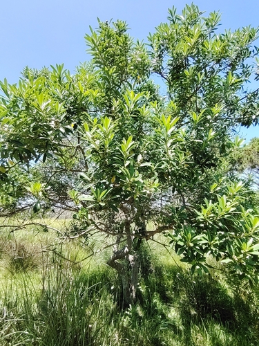 Image of Sapium glandulosum by (c) Lucía Groposo, some rights reserved (CC BY)