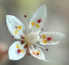 Micranthes bryophora