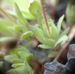 Micranthes bryophora