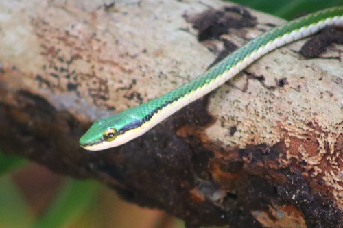 Mexican Parrot Snake