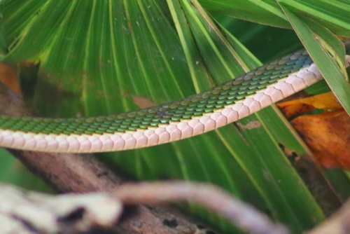 Mexican Parrot Snake