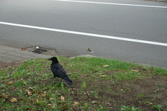 Corvus corone