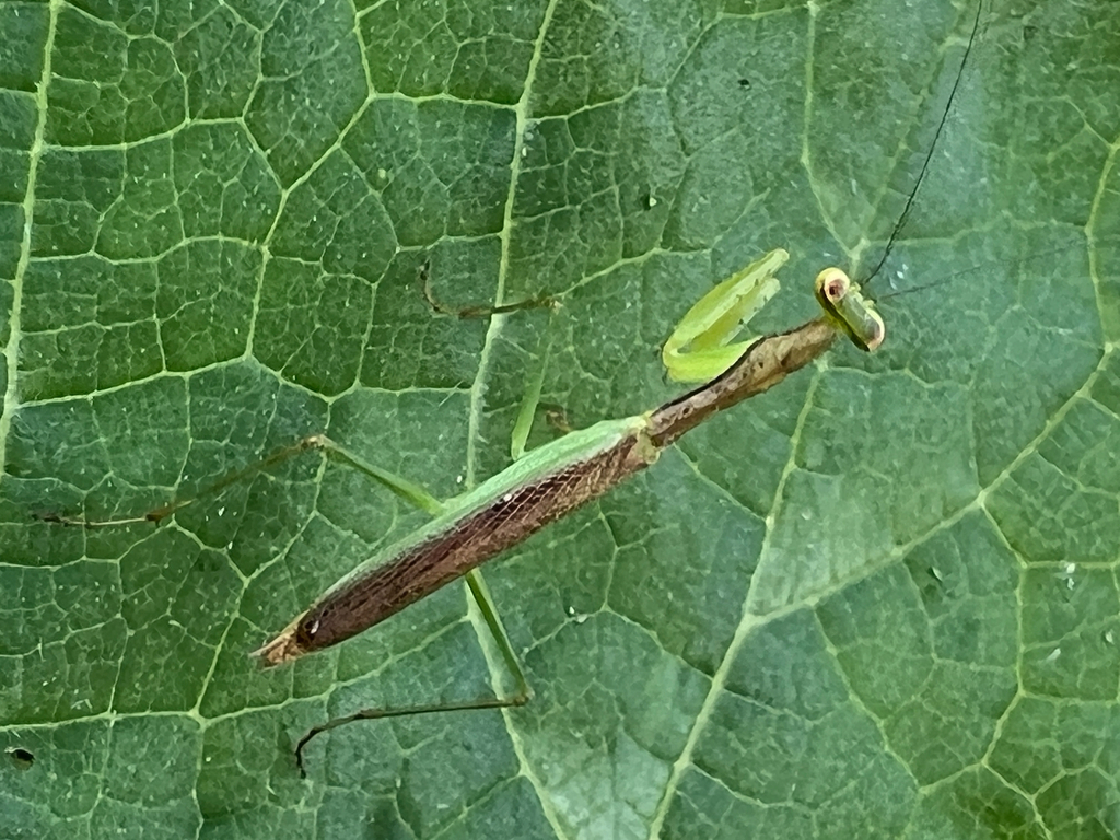 Callimantis antillarum