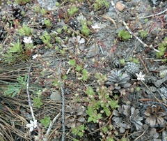 Micranthes bryophora