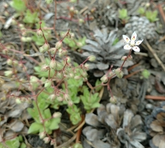 Micranthes bryophora