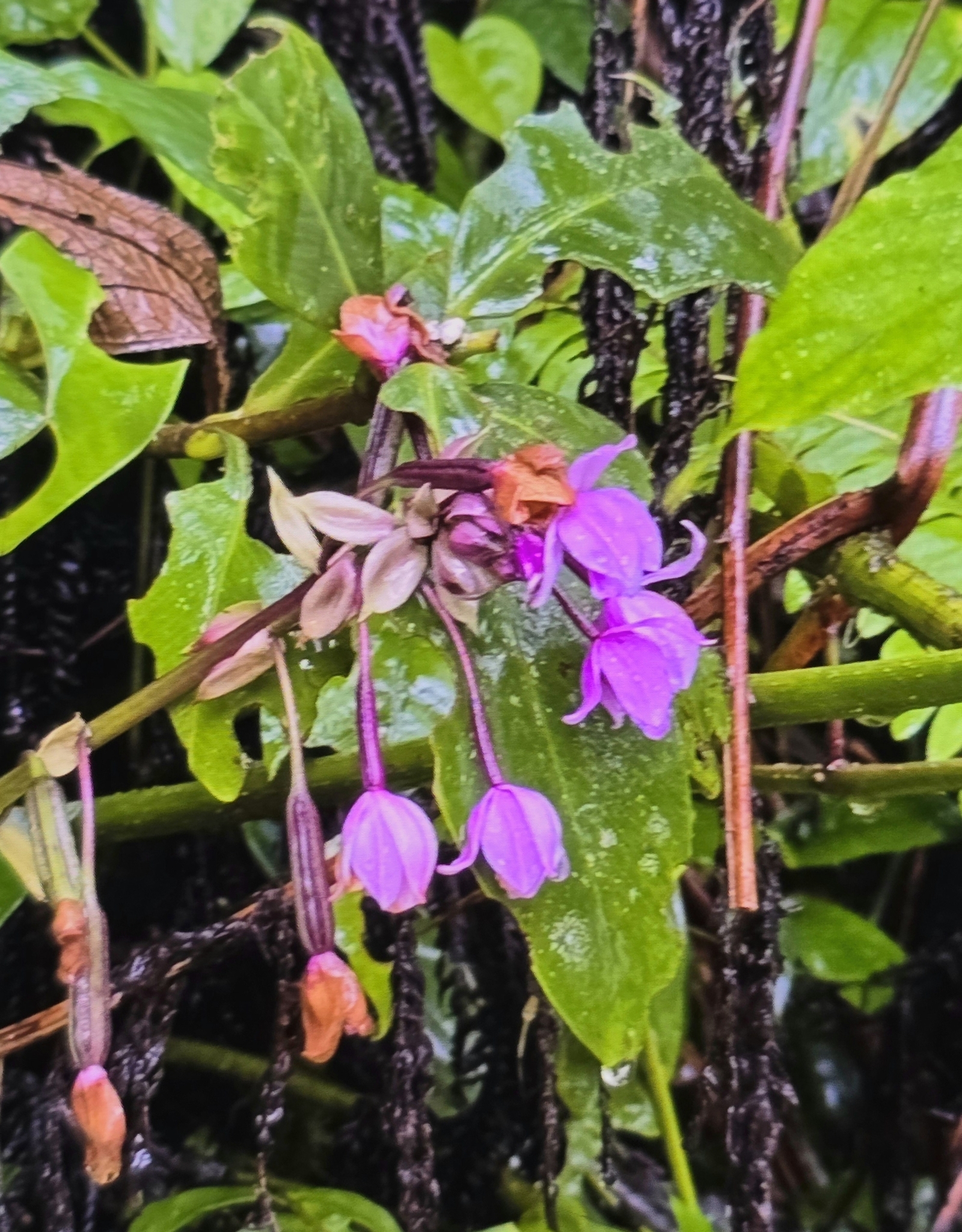 Imagem de Orquídea grapete