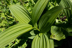 Veratrum viride