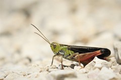 Stenobothrus rubicundulus
