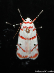 Cyana perornata