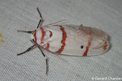 Cyana perornata