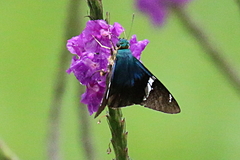 Astraptes