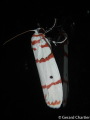 Cyana perornata