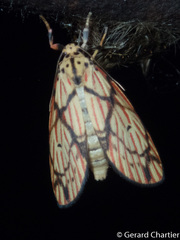 Barsilene pallinflexa