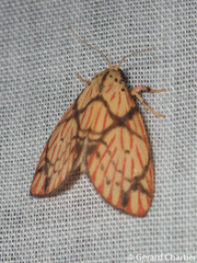 Barsilene pallinflexa