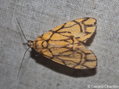 Cyme euprepioides