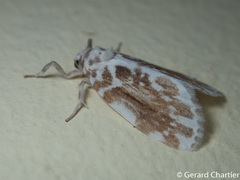 Pseudoadites frigida