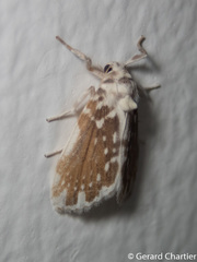 Pseudoadites frigida