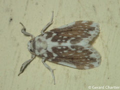 Pseudoadites frigida