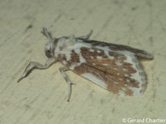 Pseudoadites frigida