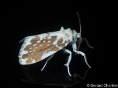 Pseudoadites frigida