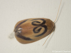 Trischalis subaurana