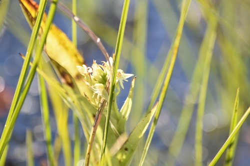 Orquídea-d'água