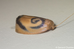 Trischalis subaurana