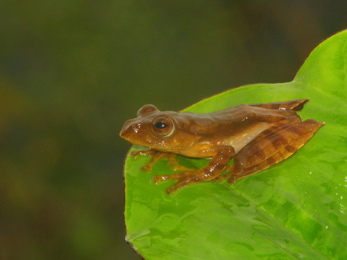 Medog Flying Frog, Rhacophorus translineatus
