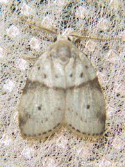 Stictane pectenicorniculum
