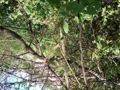 Peniocereus striatus