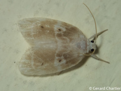 Schistophleps bipuncta