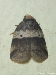 Eugoa bipuncta