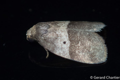 Eugoa bipuncta