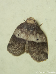 Eugoa bipuncta